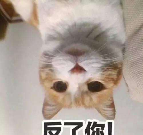 养猫养久了,会有这样的变化,是你么