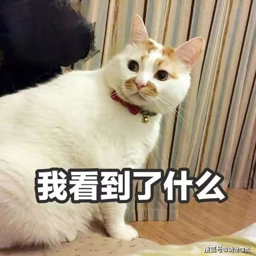 猫咪搞笑表情包第二弹