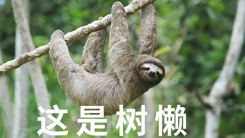 树懒那么慢,为何还没灭绝呢