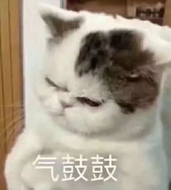 人见人爱的萌宠表情包