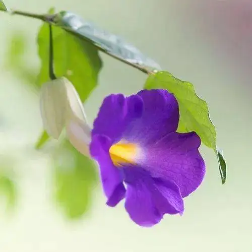中老年头像大全好看的花朵微信头像图片