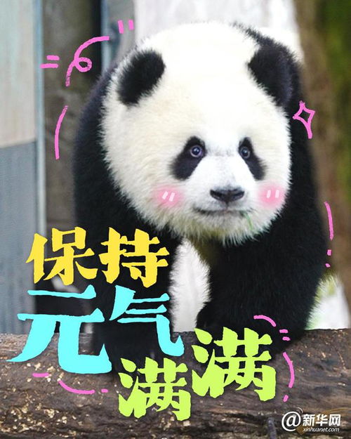 这些大熊猫是在演我开学吗