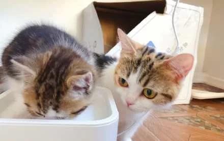 小奶猫无师自通学会喝水,猫妈妈的表情亮了,不愧是我娃