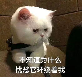 上海100个白领里,完全健康的不到2人男女最突出的5大问题分别是