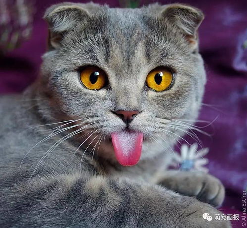 这只猫咪的最喜欢做出一些时而吃惊时而卖萌的表情