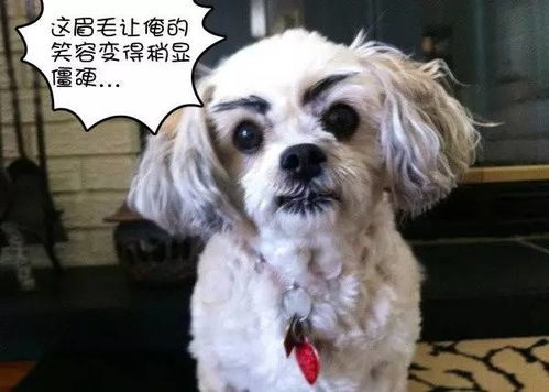 眉我不型眉毛重不重要看了你就知道