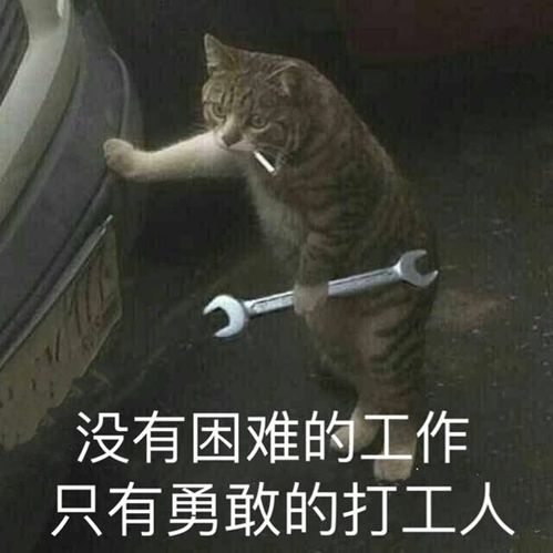 细数那些适合猫咪的职业腾讯新闻