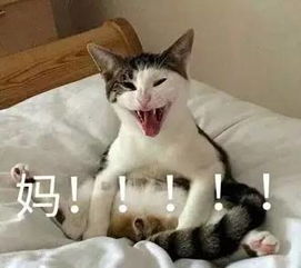 不理你了表情包老公做头发