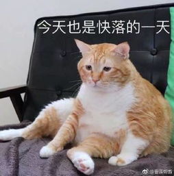 大胖橘表情包