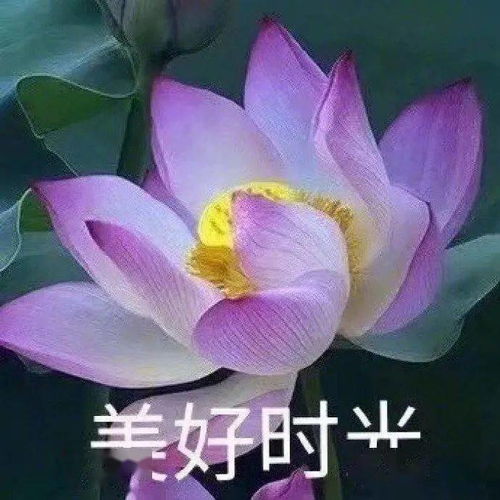 花开富贵拍了拍你