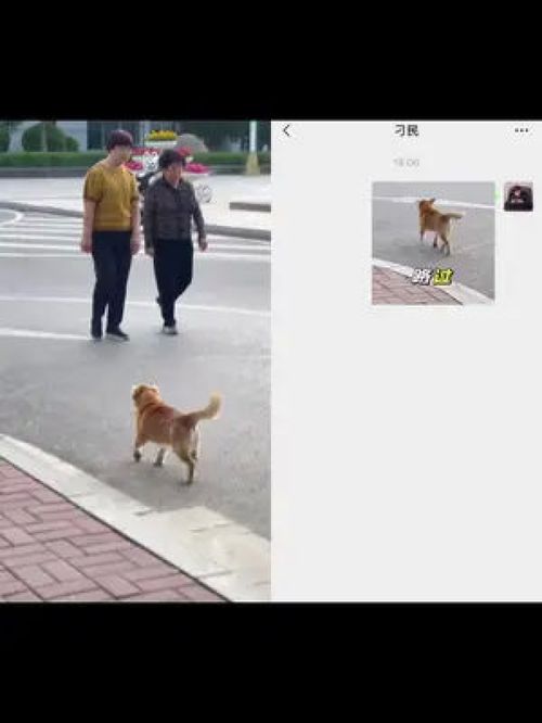 一起合拍来人啊,把房贷车贷给狗子安排上表情包取图搞笑
