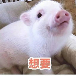 可爱小香猪表情包亲亲嘛