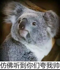 考拉牵了熊猫的手,澳洲我来了