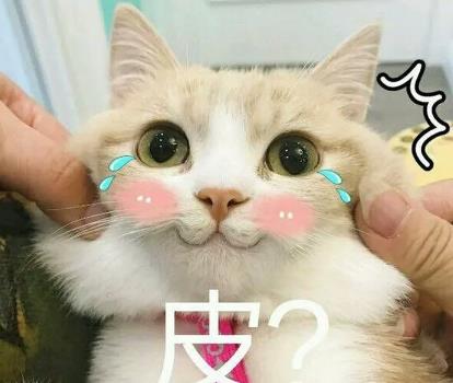 适合养猫的人有几个特征,满足3个,就证明你是天选铲屎官