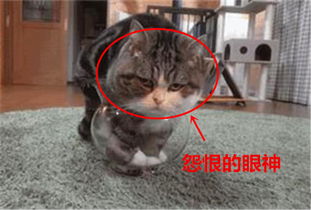 胖猫试图钻进小鱼缸,尝试多次终于放弃,意味深长的表情说明一切