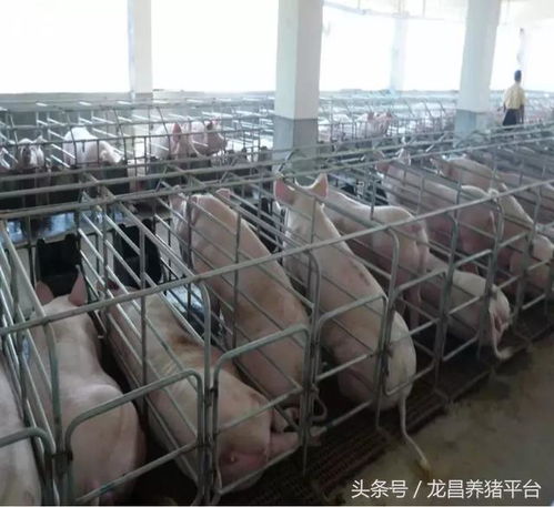 母猪排毒保肝龙昌胆汁酸在福建各地区案例反馈附各猪场图片