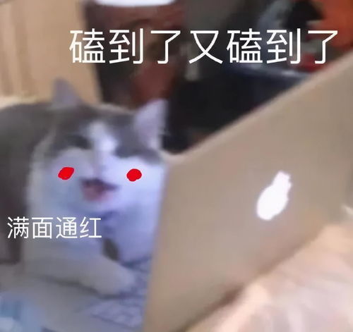 为什么恋爱里有人会下跪跪下唱征服是什么意思啊