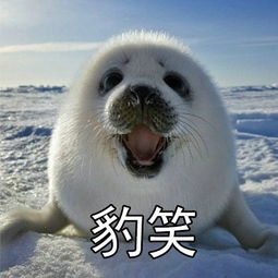自豹自弃表情包下载自豹自弃表情包全系列版下载飞翔下载