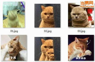 网红橘猫表情包软件截图预览当易网