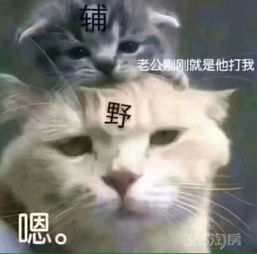 杭州租房网365租房网