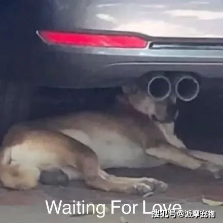 怕狗子没吃饱就一直投食你的行为说不定会害了它