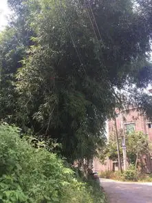 陆河这个村子里的竹林压着电线吓坏了附近村民