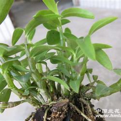 霍山铁皮石斛2年以上苗有15以上32