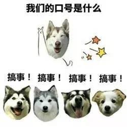 安全第一吃百家饭长大的狗狗回馈社会竟每日送小朋友过马路