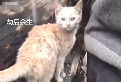 火灾无情,老人叹息从此没了家,猫咪暖心回应
