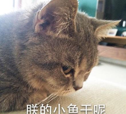 其实,你的猫主子也很爱你