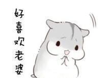 哄老婆表情包老婆大人对不起好喜欢老婆我老婆超级可爱