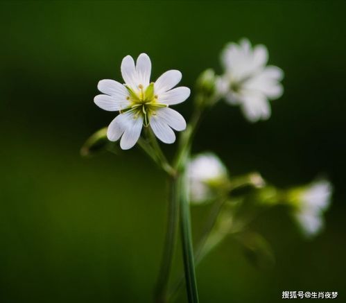 6月,人见人爱,花见花开,好运缠身,3生肖爱情来了,钱包鼓了感情