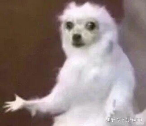 这个离谱表情包里面的生物是什么