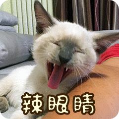 全新猫咪斗图表情包来啦