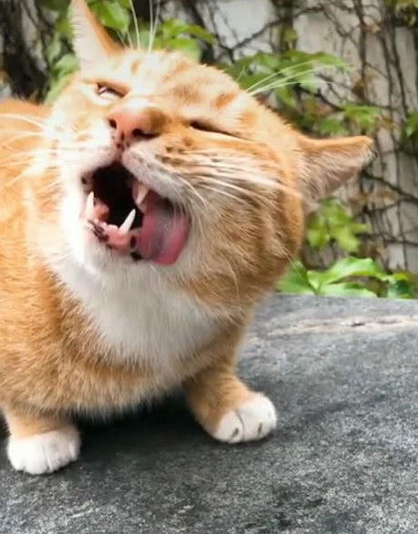 橘猫因超丑表情包爆红,奶凶奶凶的,猫铲屎的,你胆肥了