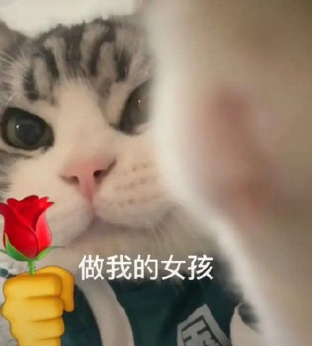 玫瑰花表情包图片