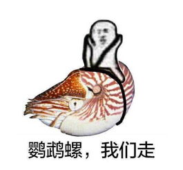 皮皮虾我们走是什么梗为什么这么火网友玩疯新一轮表情包