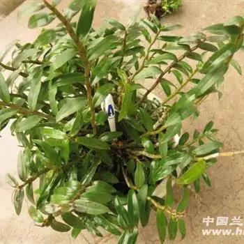 霍山铁皮石斛5年以上苗一盆60苗以上5
