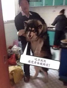 阿拉斯加去厨房偷吃被活捉,超不甘愿的表情太逗比