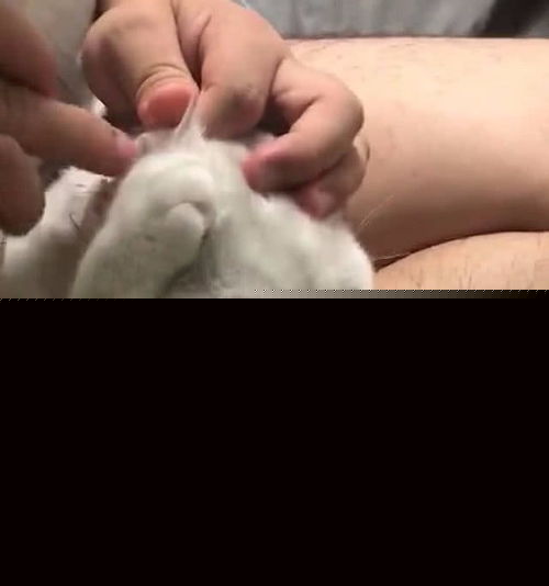 猫咪拒绝主人掏耳朵,被主人强行掏了一会后,表情让女子笑喷了