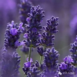 生活中常见的花卉,花友还需要认识这30种