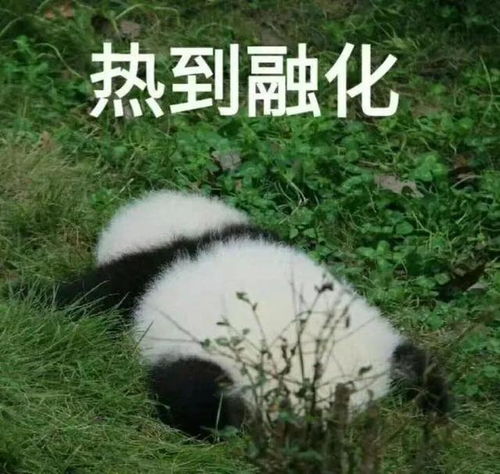 太热表情包熊猫