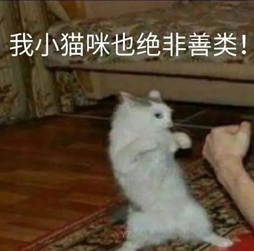 抖音超火的表白表情包大白兔奶糖
