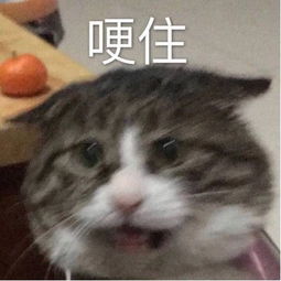 动物系p2p上演疯狂动物城真的苟年大急