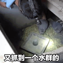 每日表情华农兄弟竹鼠动态表情包