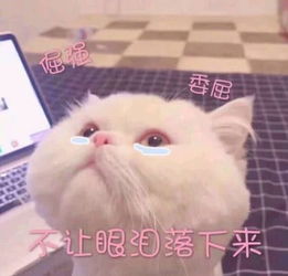 表情包老公,总之哄不好了委屈生气猫猫表情,贼可爱