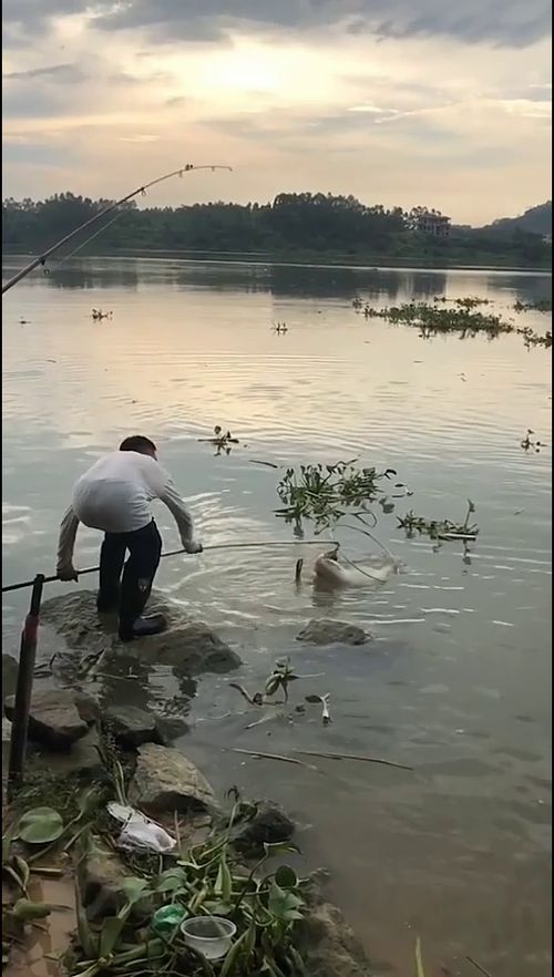 鱼竿都钓不动,只能上网了,少说有个10多斤