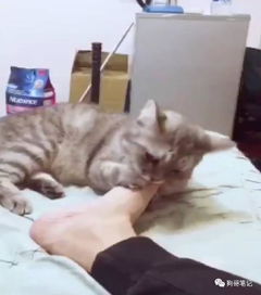 猫咪亲昵主人却找错位置,接下来的一幕尴尬到家了