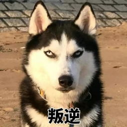 二哈被主人训斥后跑去外面反省,结果悲剧了