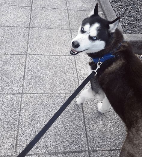 蠢萌二哈表情包迪迦奥特曼